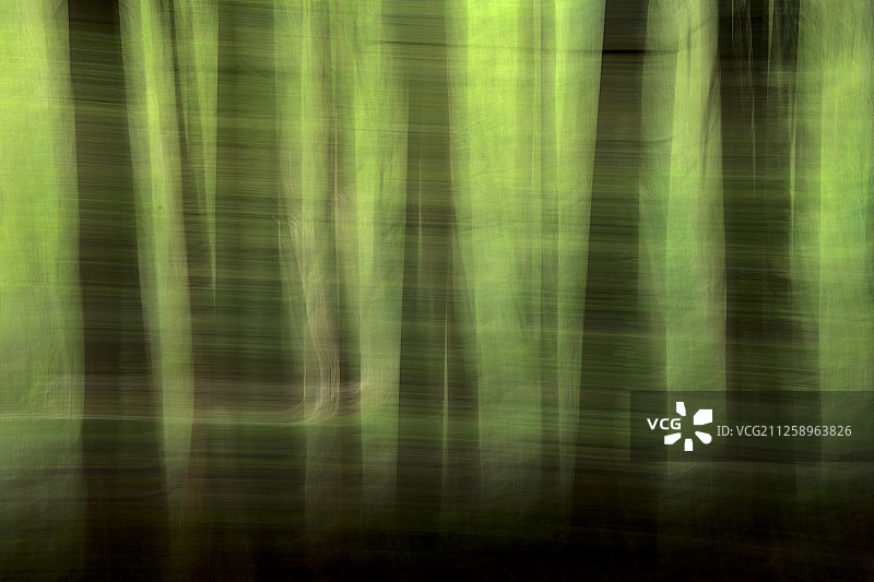 梦幻森林，中国四川省唐家河国家级自然保护区图片素材