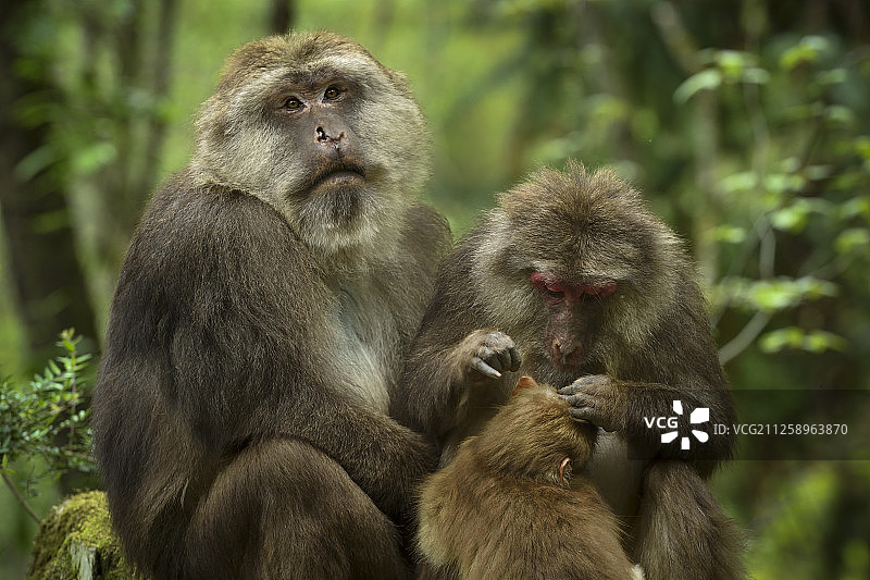 中国四川唐家河自然保护区内的藏猕猴图片素材