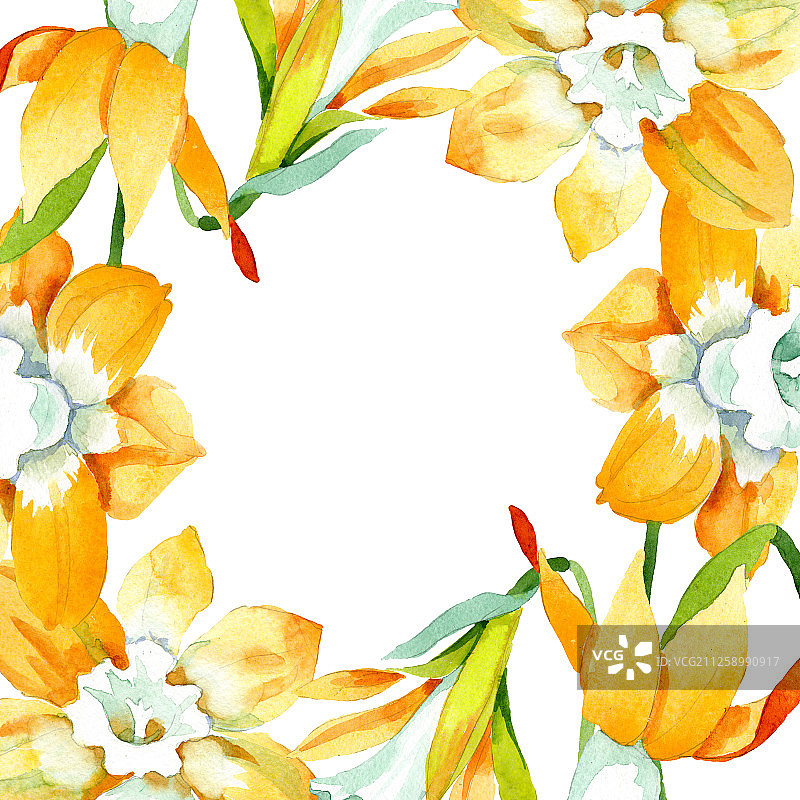黄色水仙花卉植物花朵，水彩背景图案边框装饰方块图片素材