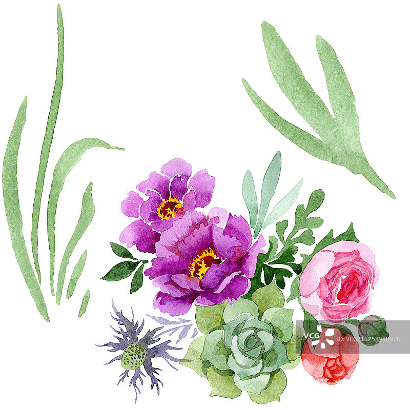 牡丹和多肉植物花束水彩背景图案，独立花束插画元素。图片素材