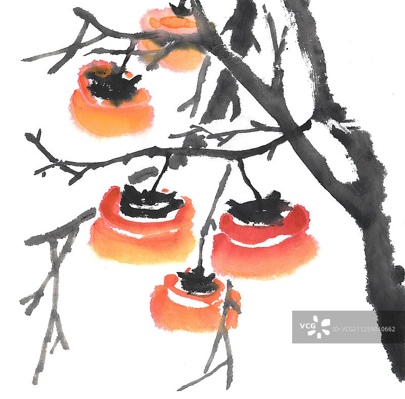 中国画水墨插画-树上的柿子图片素材