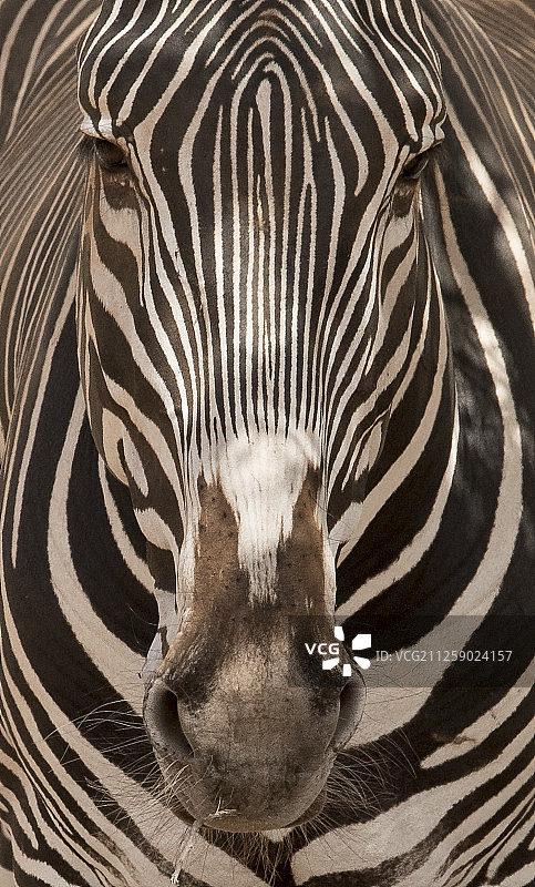 细纹斑马图片素材