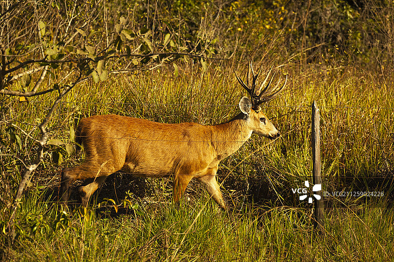 沼泽鹿图片素材