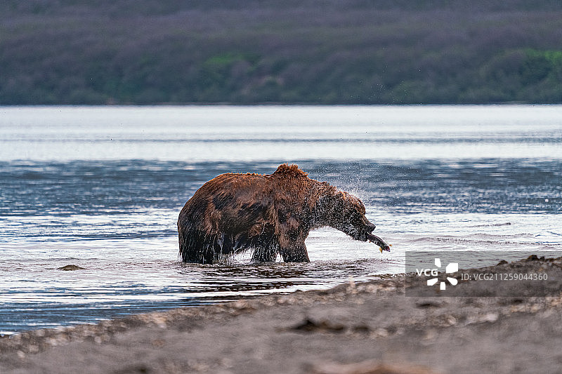 捕鱼的棕熊图片素材