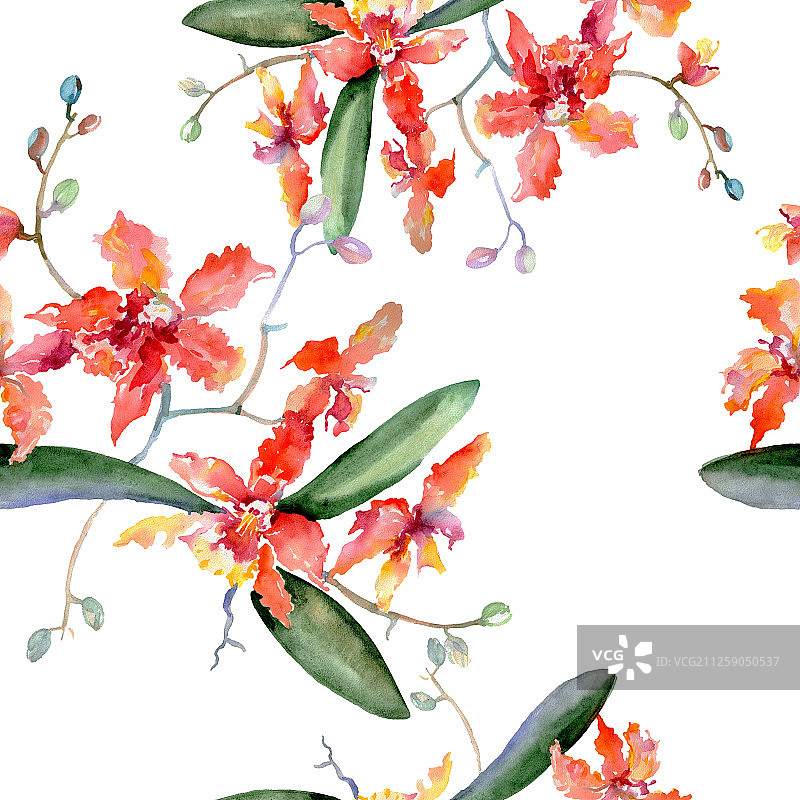 珊瑚兰花枝图片素材