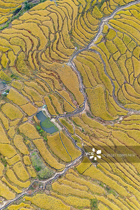 南方秋天金黄的梯田图片素材