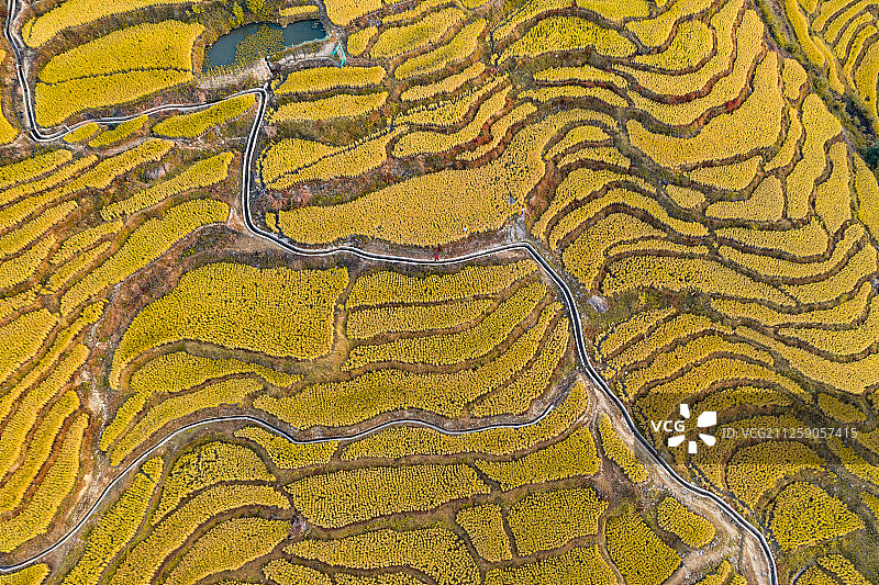 南方秋天金黄的梯田图片素材