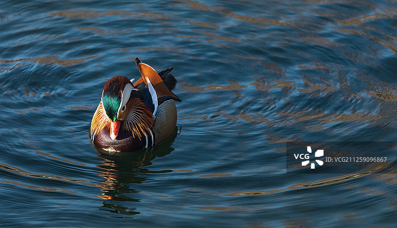 鸳鸯湖水爱情宁静和谐图片素材