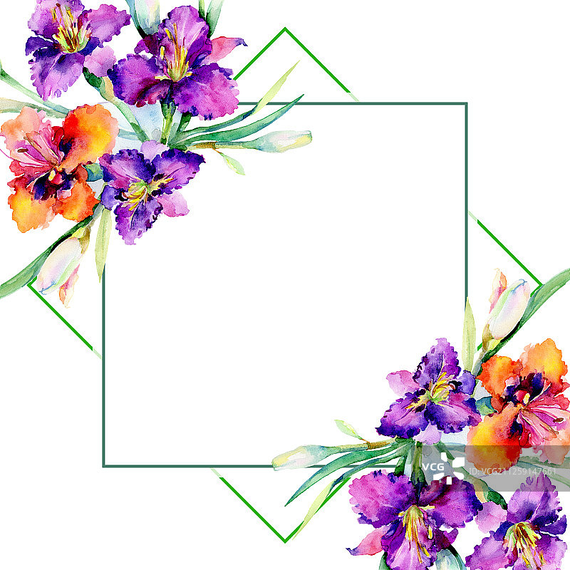 紫色萱草花束水彩背景边框图片素材