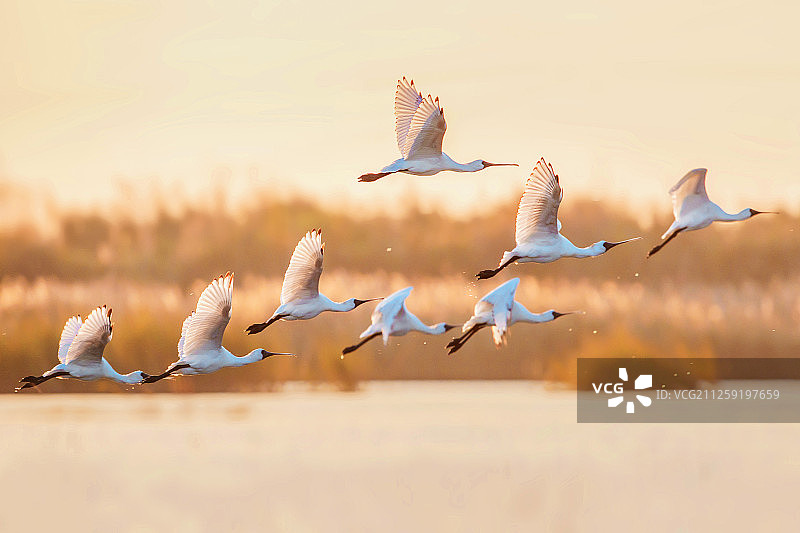 黑脸琵鹭图片素材