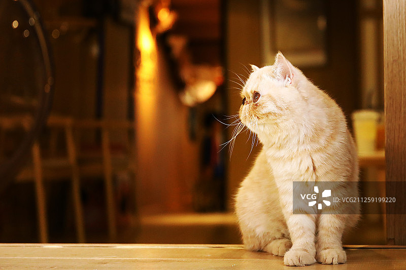 加菲猫图片素材