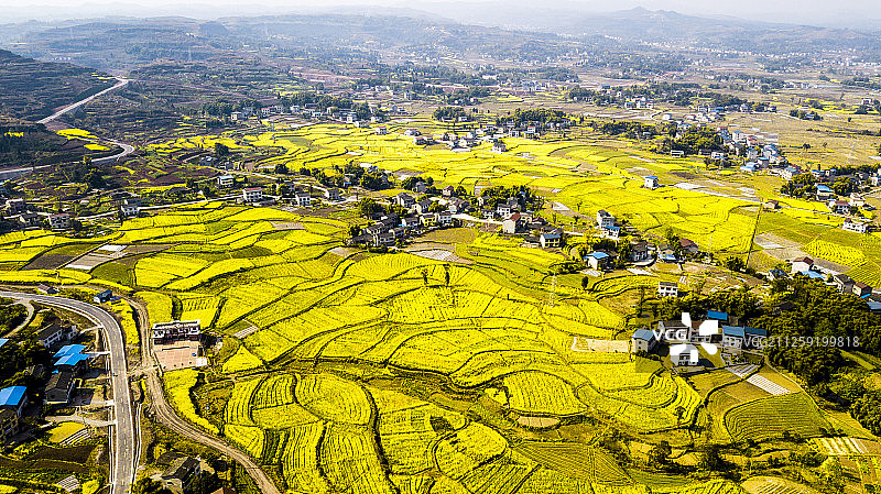 岳池县万亩油菜花图片素材