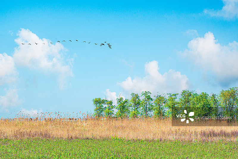 一群飞鸟和蓝天下的贵州威宁草海芦苇丛图片素材