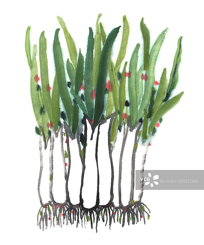 中国画水墨插画-葱图片素材