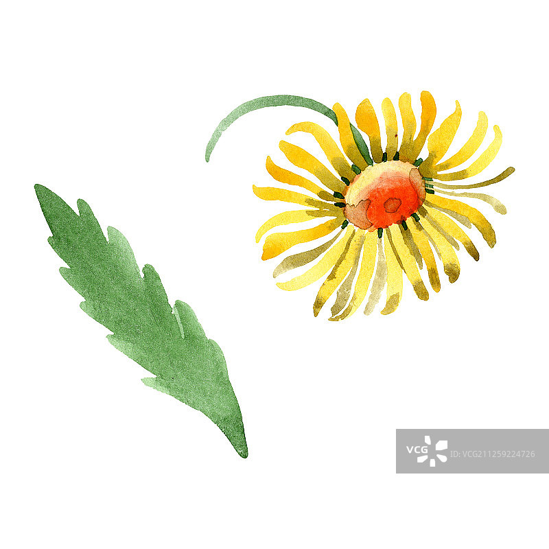 黄色雏菊花卉水彩背景插画图片素材