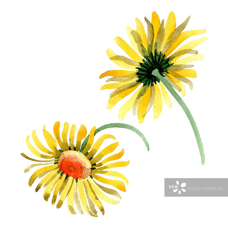 黄色雏菊花卉水彩背景插画图片素材