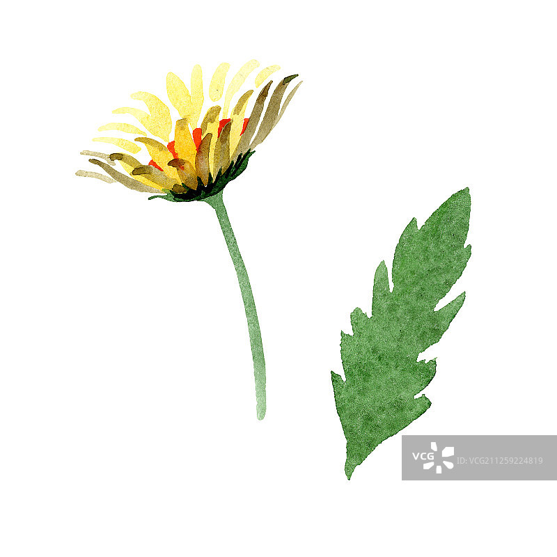 黄色雏菊花卉水彩背景插画图片素材