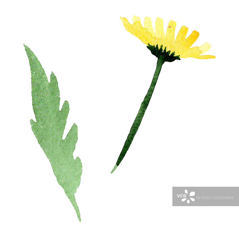 黄色雏菊花卉水彩背景插画图片素材