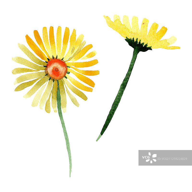 黄色雏菊花卉水彩背景插画图片素材
