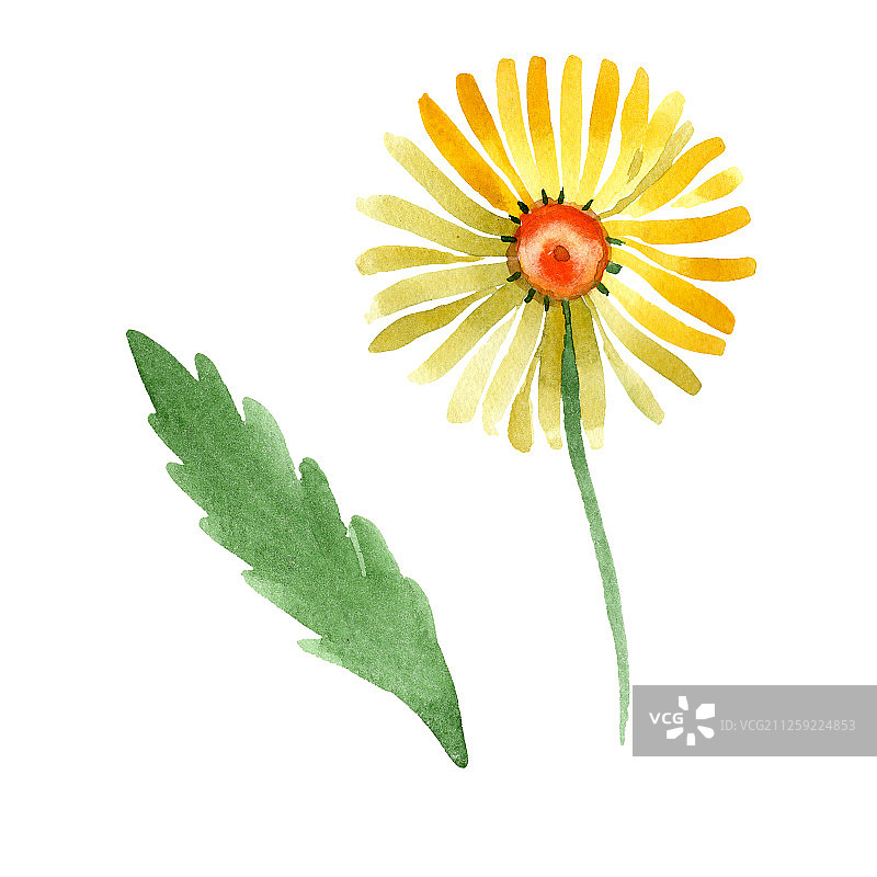 黄色雏菊花卉水彩背景插画图片素材