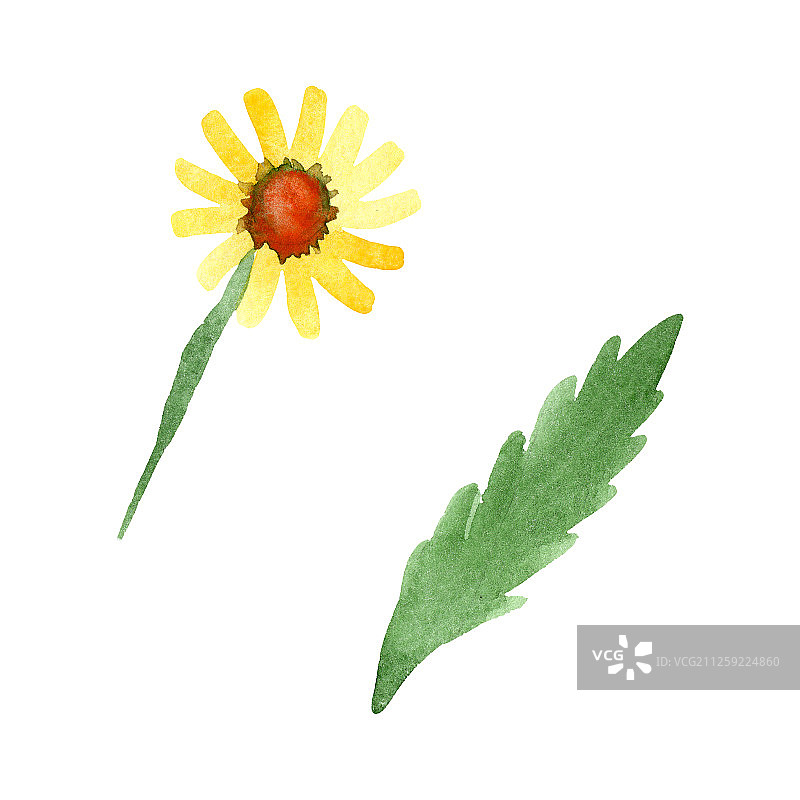黄色雏菊花卉水彩背景插画图片素材