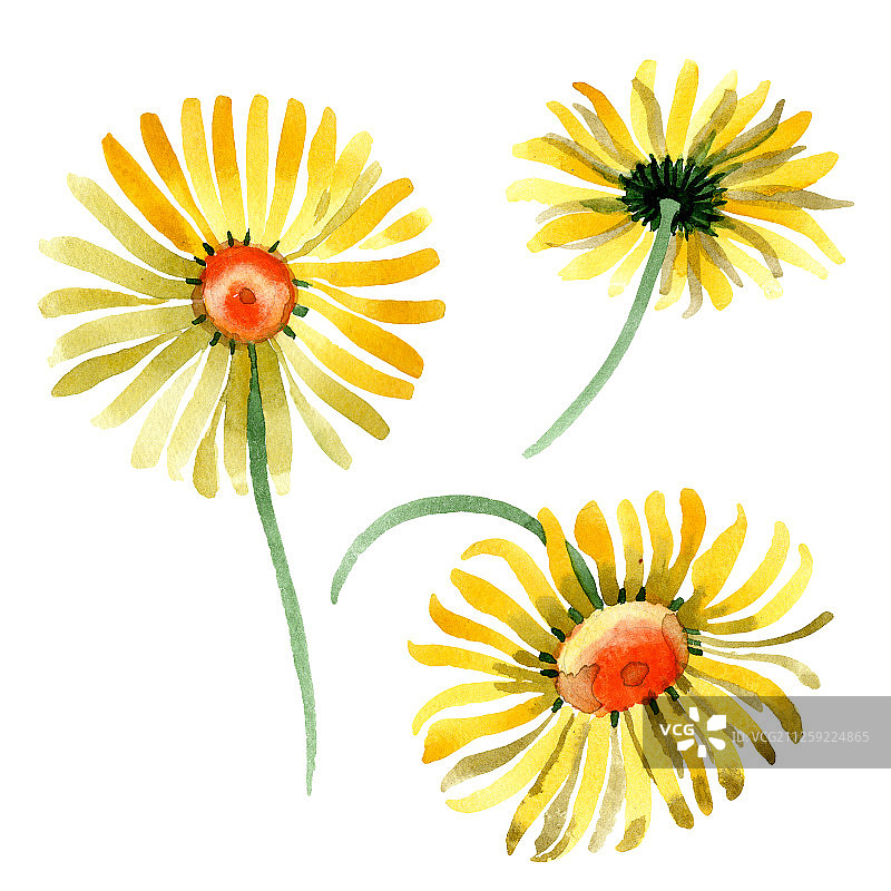 黄色雏菊花卉水彩背景插画图片素材