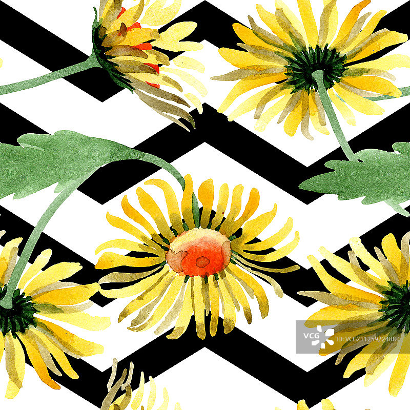 黄色雏菊植物花卉。水彩背景图集。无缝背景图案图片素材