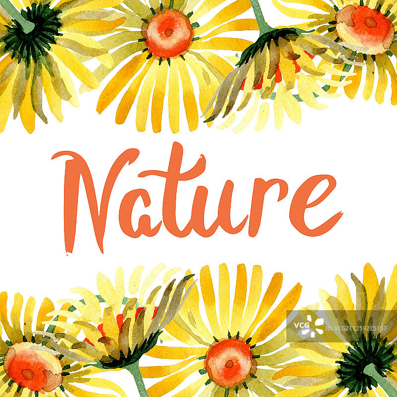 黄色雏菊花卉植物水彩背景边框图片素材
