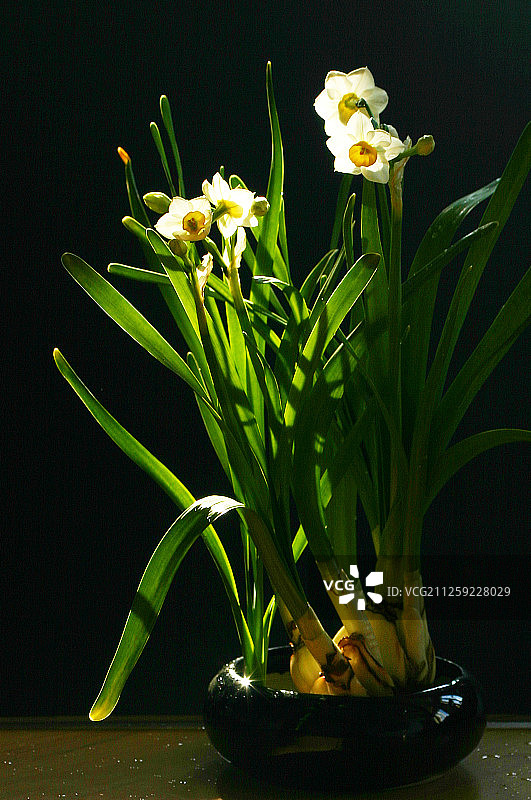 水仙花图片素材