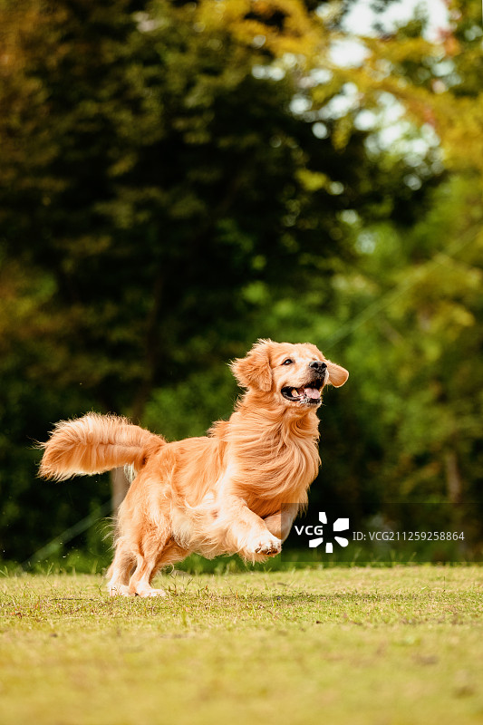 户外的一只金毛宠物狗图片素材