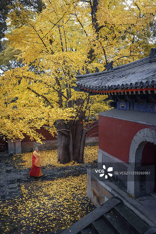 香山碧云寺秋色图片素材