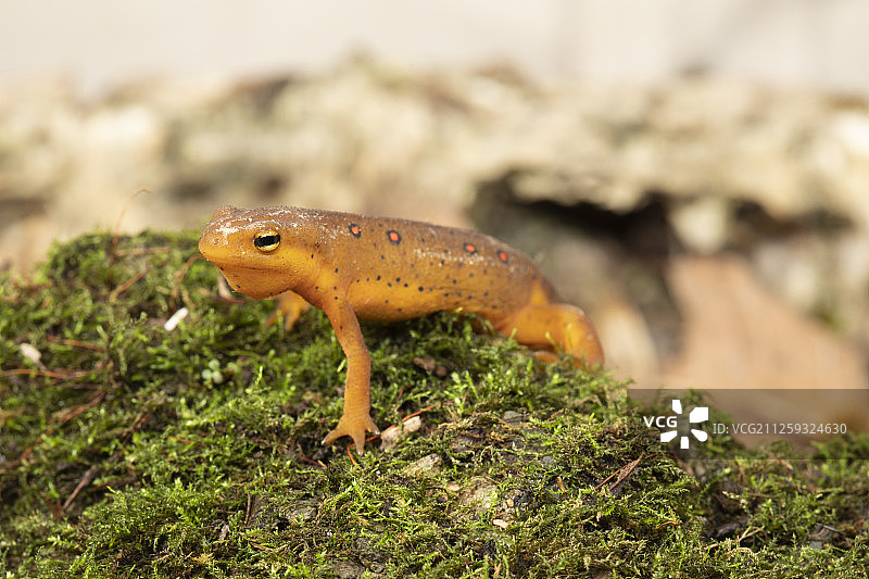 东方蝾螈图片素材