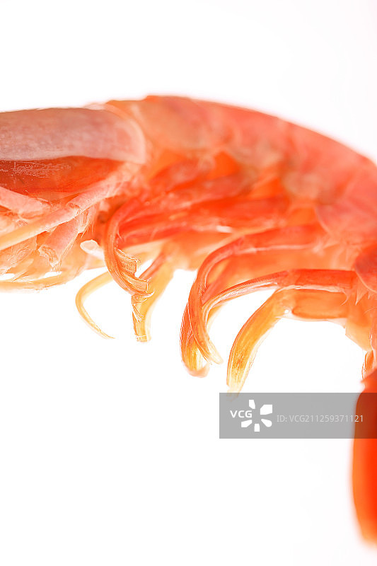 白底阿根廷红虾特写图片素材