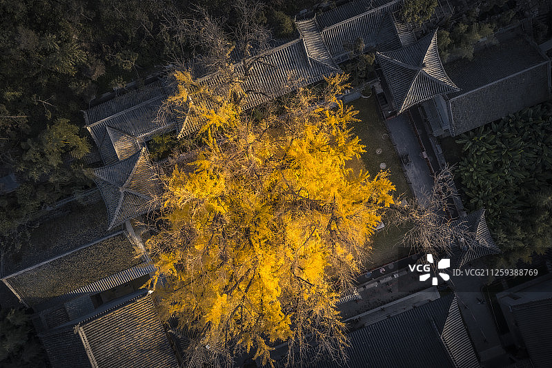 西安寺庙内的古老银杏树图片素材