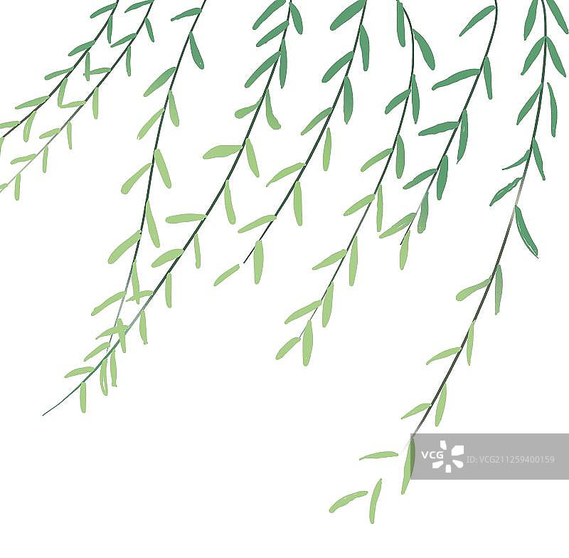 春天的垂柳枝图片素材