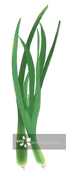 两棵新鲜的大葱图片素材