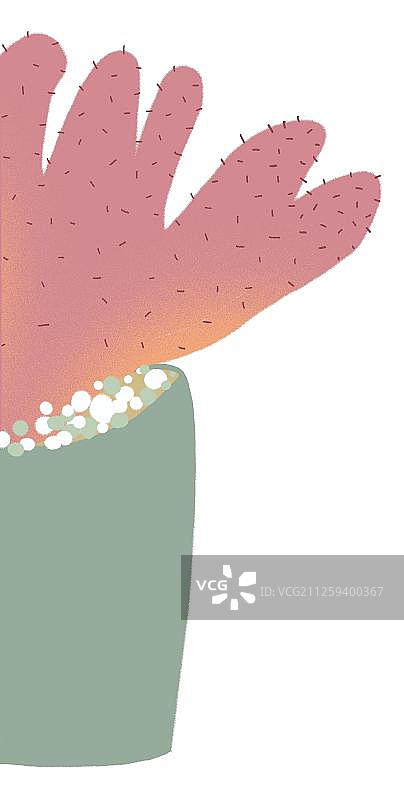 粉色的仙人掌图片素材