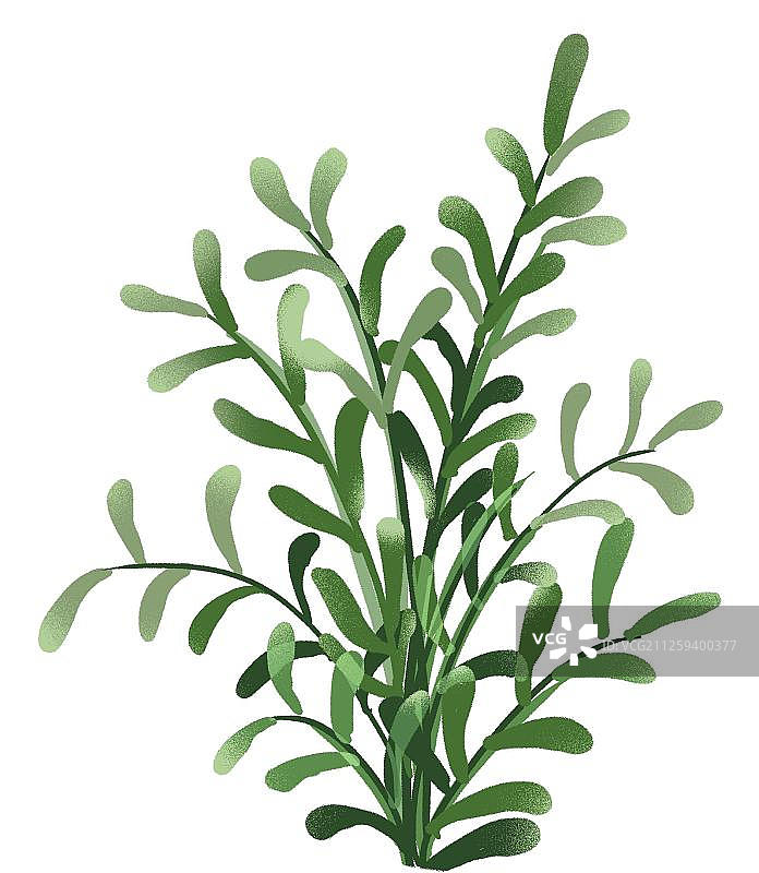 一株高雅的豆瓣绿植物图片素材