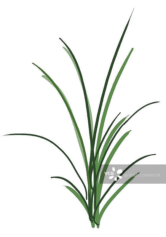 高雅的兰花图片素材