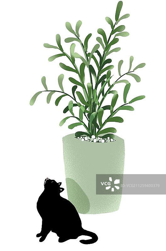 一盆高雅的豆瓣绿盆栽与黑猫图片素材