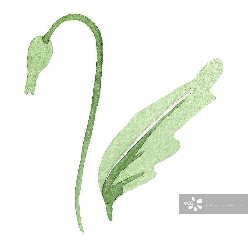 蓝色罂粟花卉植物水彩背景插图，孤立的罂粟花插图元素图片素材
