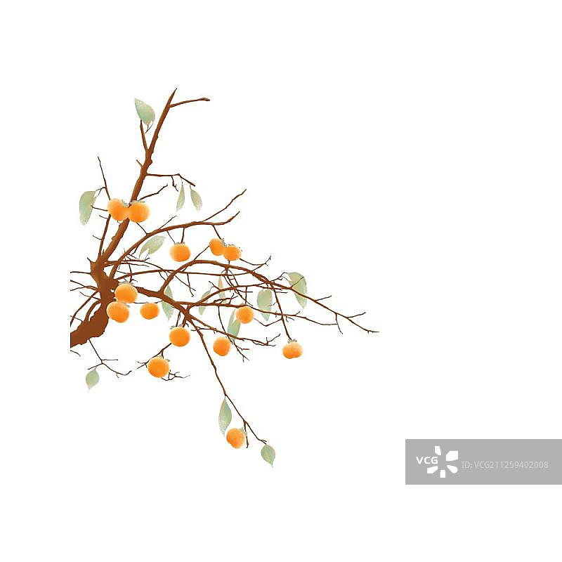 中国节气之霜降习俗吃柿子图片素材