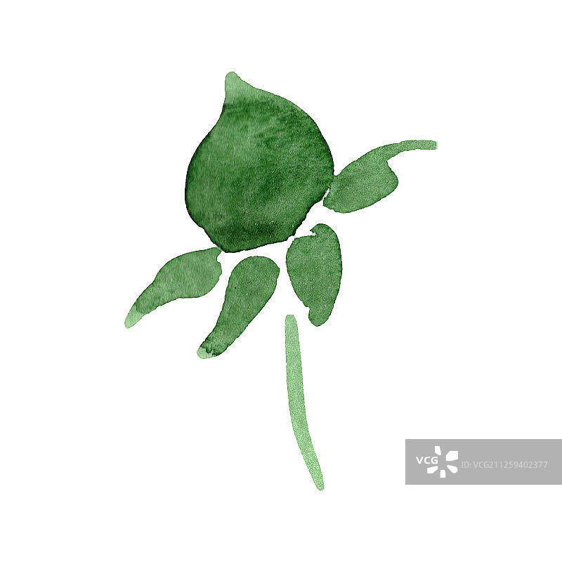 翠菊花苞水彩背景插画元素图片素材