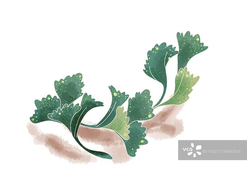 绿色香菜插画图片素材