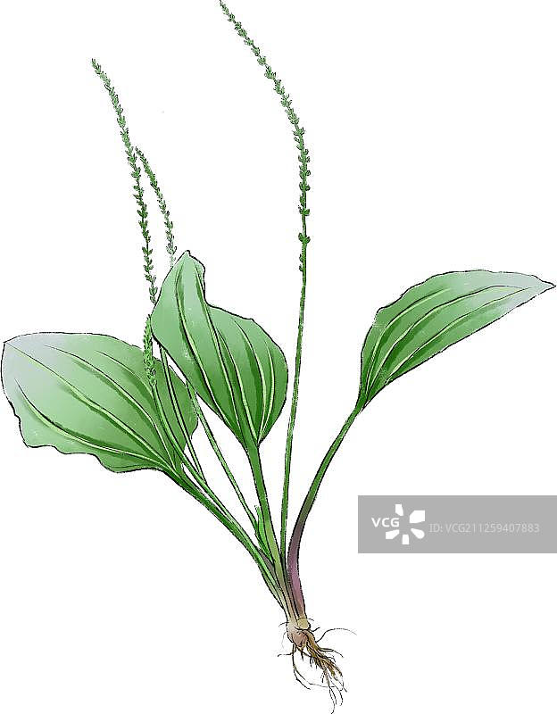 中草药之车前草图片素材