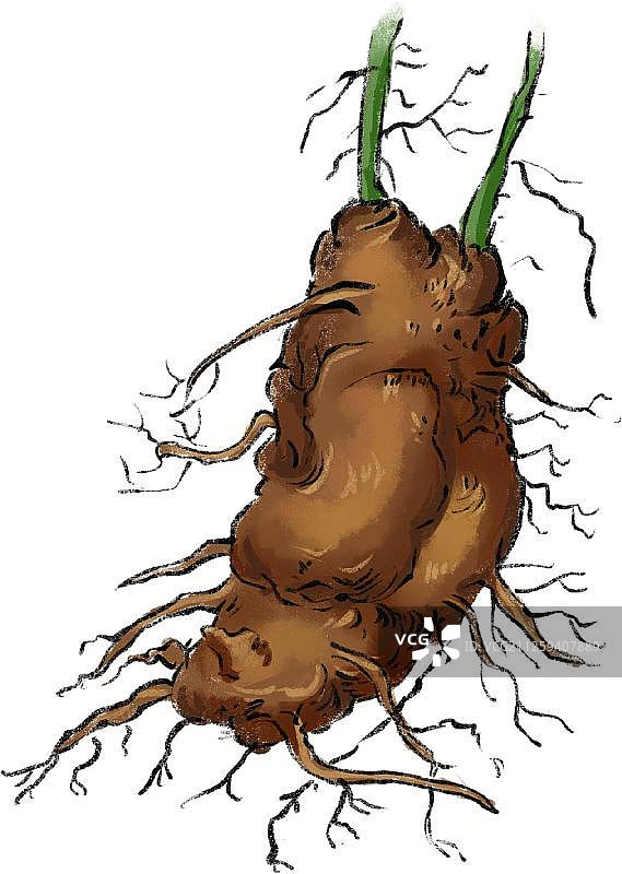 中草药之土茯苓图片素材