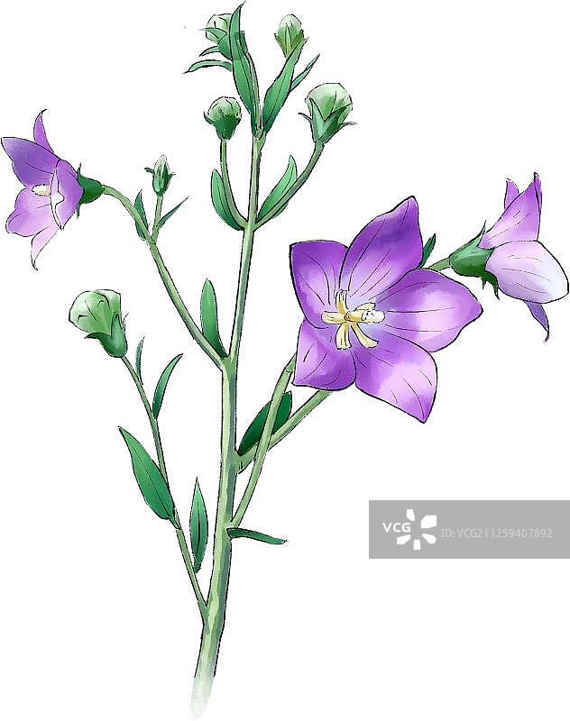 中草药之桔梗图片素材