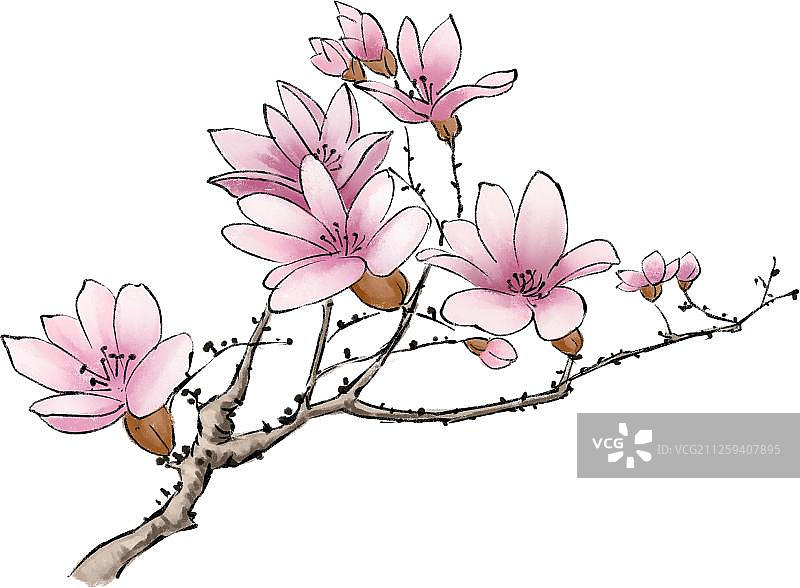 中草药之辛夷花图片素材