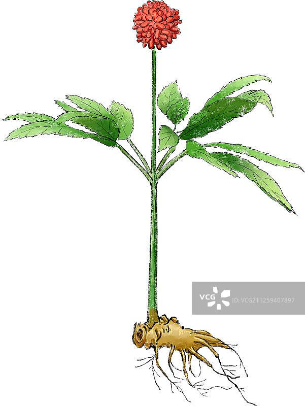 中草药之三七图片素材