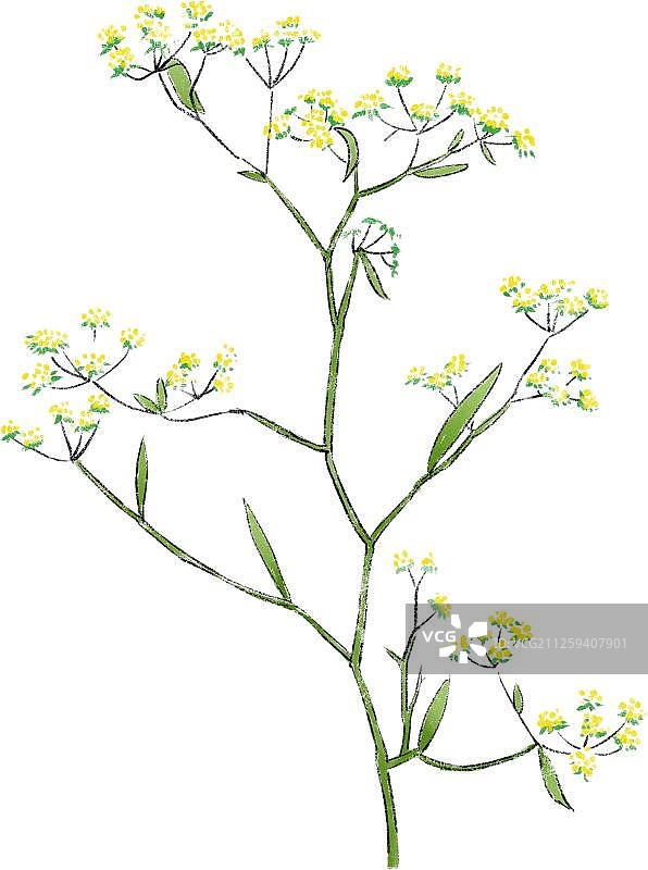 中草药之柴胡图片素材